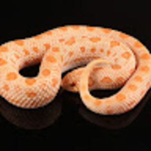 Meet your Posher, Jasmine